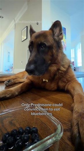 The medical miracle we didn’t ask for. 😂 #dog #healthjourney #germanshepherd
