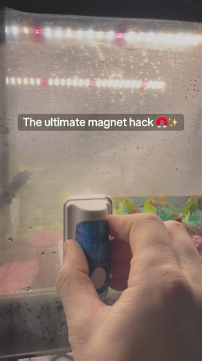 You’re tired of unzipping your grow tent 100x a day... so you found a better way. 🧲🌿 This magnet hack is a game changer for checking my cuttings without messing with the humidity! Plus, I finally fixed the LED flicker (check my next video for the 25fps fix! 🤫). Follow for more indoor jungle hacks! ✨ #SprigtoLife #PlantHacks #GrowTent #Propagation #IndoorJungle