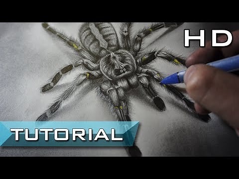 How to Draw a Spider with Pencil Step by Step - for Beginners and Kids - Realistic Drawing - 3d Art