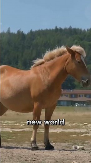 From Foal to Adult The Life Cycle of a Horse