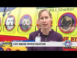 Investigation into cat abuse video