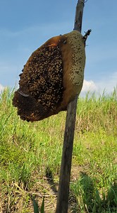 Ngày nay đi gặp dấu đồng nghiệp cắt trước nếu không bữa nay trúng rồi | Trương Minh Đầy