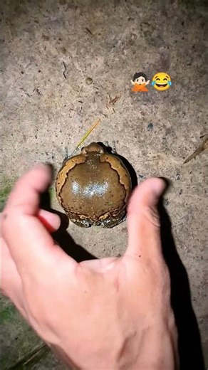 Catch a funny rain frog | Touch the frog to make a funny drum sound | funny friend froggy