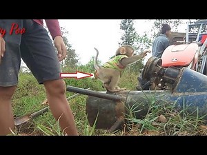 Poo monkeys excrete feces after working with uncles.