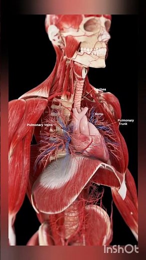 “Diaphragm Contraction Explained | The Muscle That Powers Every Breath”