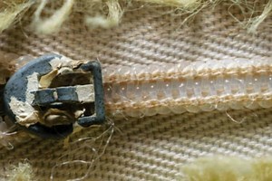 Cómo arreglar un cierre roto o atascado con diferentes trucos