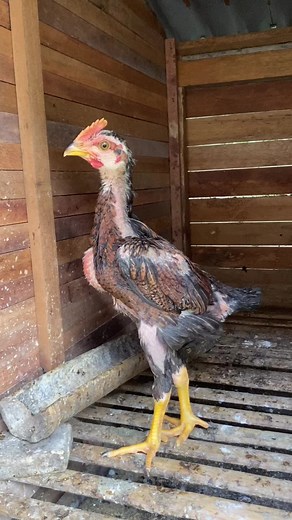 Pama IQ Ayam Pama Ninja: Discovering the Secrets of Ayam Pama