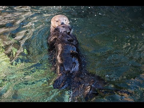 Rescued Sea Otter Pup Hardy Meets Tanu