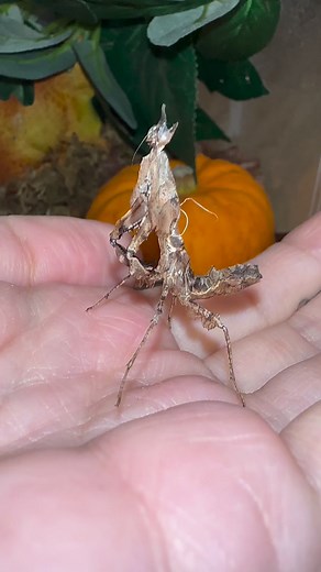 Ghost mantis moulted #ghostmantis #mantis #mantismoult | Jumping spider & Moth life