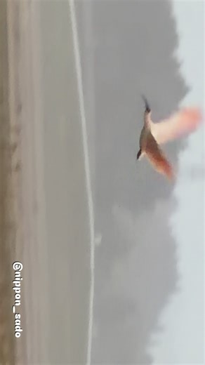 日本佐渡 on Instagram: "佐渡・朱鷺。 #sado #朱鷺 #トキ #佐渡島 #佐渡ヶ島 #佐渡観光 #新潟 #niigata #朱鹮 #iphone17pro"