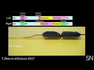 In alpha test, mice face off in tubes | Science News