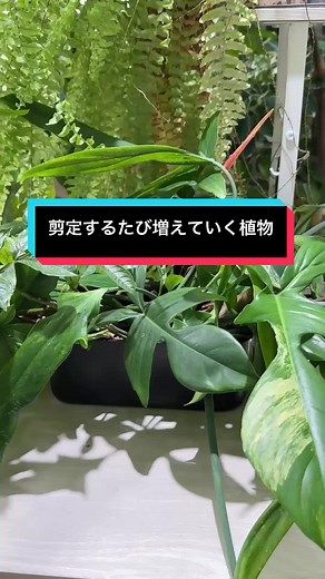 観葉植物の増やし方と発根確認