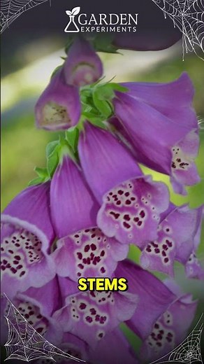 Poison in Bloom: Foxglove