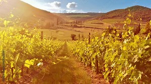 Monastery Sant'Antimo in the vineyards of Brunello, near Montalcino, Italy