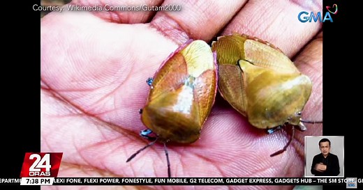 Why do stink bugs smell bad? Kuya Kim answers
