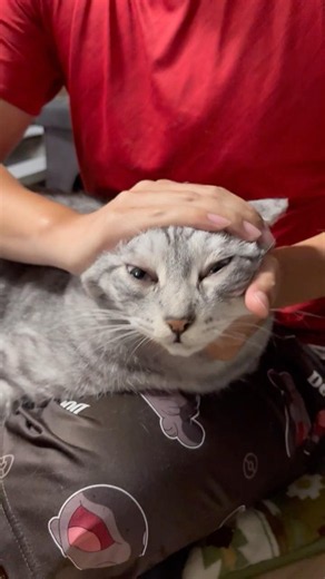 顔で遊ばれちゃった猫#でか猫#大きい猫#サバトラ猫#兄弟猫#保護猫#犬と猫#犬猫多頭飼い