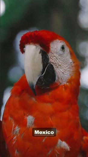The Untold Story of the Scarlet Macaw | Wildlife Documentary 4K