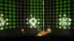 A fly enters a virtual reality chamber, and insect science may never be the same. Learn more: https://scim.ag/5ZF | News from Science