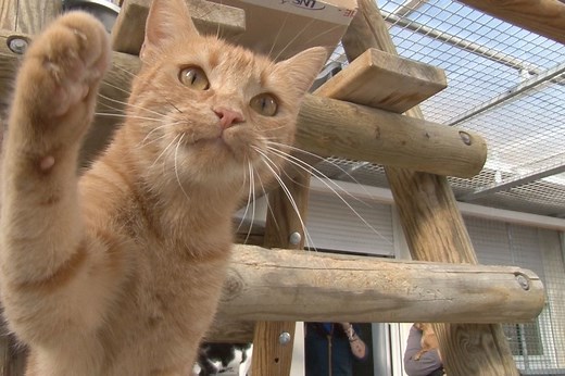 70 chiens et 50 chats à adopter à l'APA du Puy-de-Dôme pour le Printemps des animaux