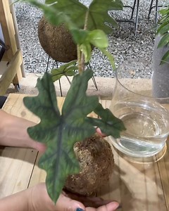 17K views · 208 reactions | KokeAnn gardens on Reels | Facebook