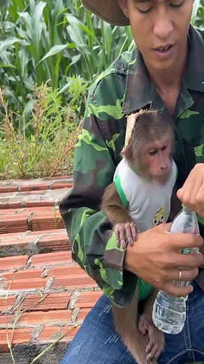 Super Smart! Enlist CUTIS Rides Goat Go Herding Cows #Cutis #monkey #babymonkey | Monkeys Clip