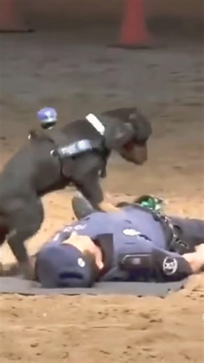Perrito policía hace reanimación cardiopulmonar en entrenamiento 😱 #viralshorts #viralshorts #fyp