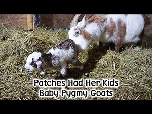 Patches Pygmy Kid Goats Arrive!