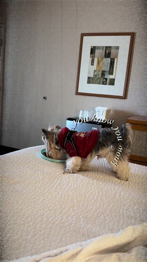 Loki being happy makes me happy 😃 #yorkie #fyp #yorkiesoftiktok #cutedog #dogsoftiktok