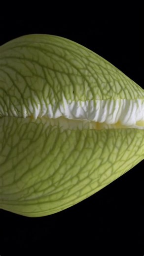 Ana Butrym on Instagram: "White Butterfly Iris Magical flower timelapse #flowerlove #iris #flowerporn #flowerstagram #videoart #videoartist #flowerphotography #artofvisuals #flowerpower #nature_perfection #aiart #aigenerated #digitalart #aestheticedits #visualpoetry #artificialintelligenceart #dreamyaesthetic #feminineenergy #etherealvibes #flowervideography #aiartist #floralinspiration #emotionalart #aicontentcreator #flowertimelapse #futureofart #digitalcreator #sora"