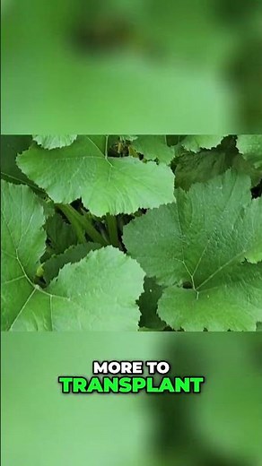 Growing Callaloo: From Seedlings to a Tasty Meal