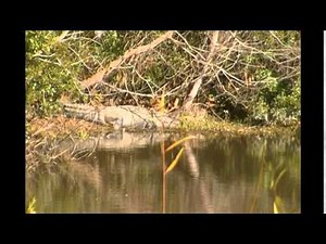 Alligator Eats a Raccoon, then Does What We All Do After A Big Meal.Part 2
