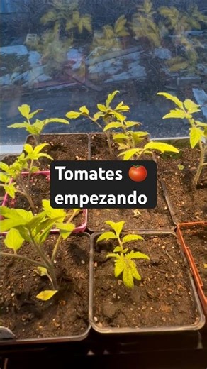 Growing tomatoes: new home, better development #tomatoes