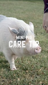 43K views · 316 reactions | Although it varies from mini pig to mini...