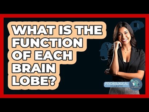 What Is The Function Of Each Brain Lobe? - Psychological Clarity