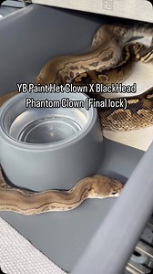 YB Paint Het Clown X BlackHead Phantom Clown (Final lock) | Ball Pythons 101
