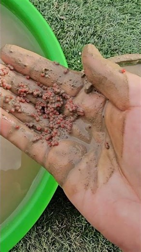 Vom Schlamm zum Alien: Kaviar wird außerirdisch