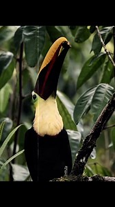 Los sonidos de aves más impresionantes 🤯 #birdsounds #birds #nature | DecoTv