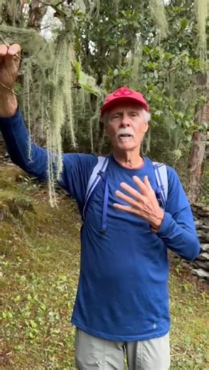 🌿 Usnea is a lichen traditionally valued for its antimicrobial properties and long history of use in herbal medicine. Often found hanging from forest trees, it’s a symbiotic organism that reflects the health of the ecosystem it grows in and has been respected in many traditional healing systems. #usnea #lichen #herbalmedicine #christopherhobbs #forestmedicine | Dr. Christopher Hobbs