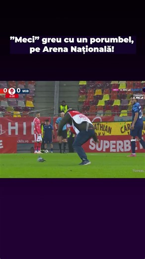 "Meci" greu cu un porumbel, pe Arena Națională!