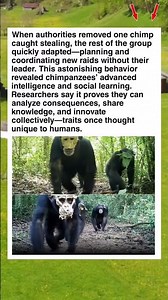 Thief Chimpanzee 😱 How They Planned the Perfect Theft