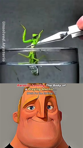 How Dangerous Horsehair worms can actually be! #shorts #youtubeshorts #science #fyp #nature