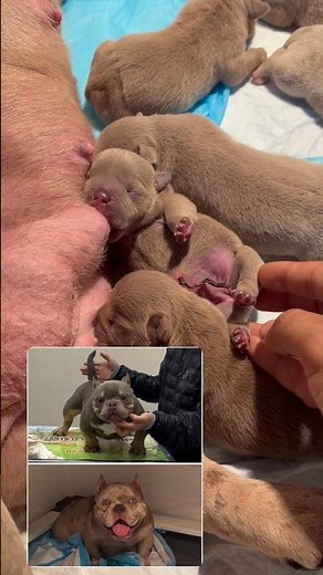 EXOTIC BULLY PUPPIES ARE HERE!! mocha x vicious collection 🔥 micro bully #bigpaws