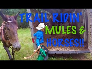 TRAIL RIDING MULES & HORSES