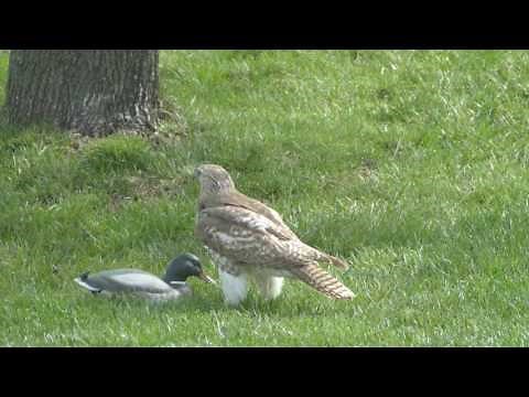 Hawk perplexed over duck
