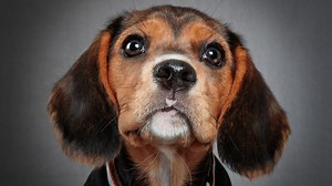 RSPCA warning over puppies brought to the UK from abroad