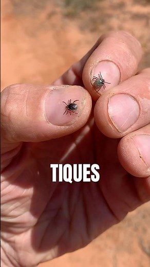 TICKS #ticks #arachnophobia #phobia #loicvideos #lymedisease