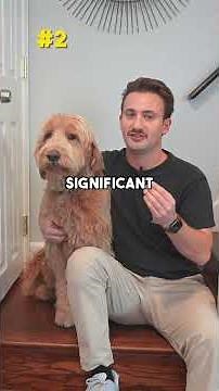 Fix Leash Reactivity (5 STEPS)