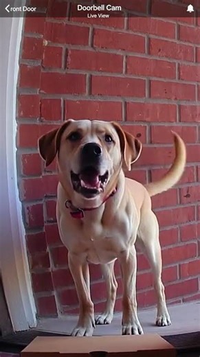 Dog Delivered a Pizza Box. The Filling Was Not Pizza.