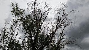 Hail storm clouds forming cloud time lapse, very ominous and scary looking tree before heavy rainfall and destructive hail stones rain down Stock Video