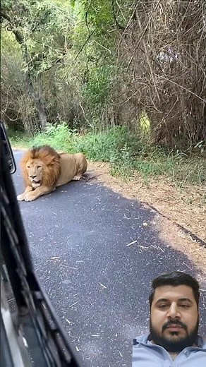 The big lion Roar #lionroarsound #lionroaring